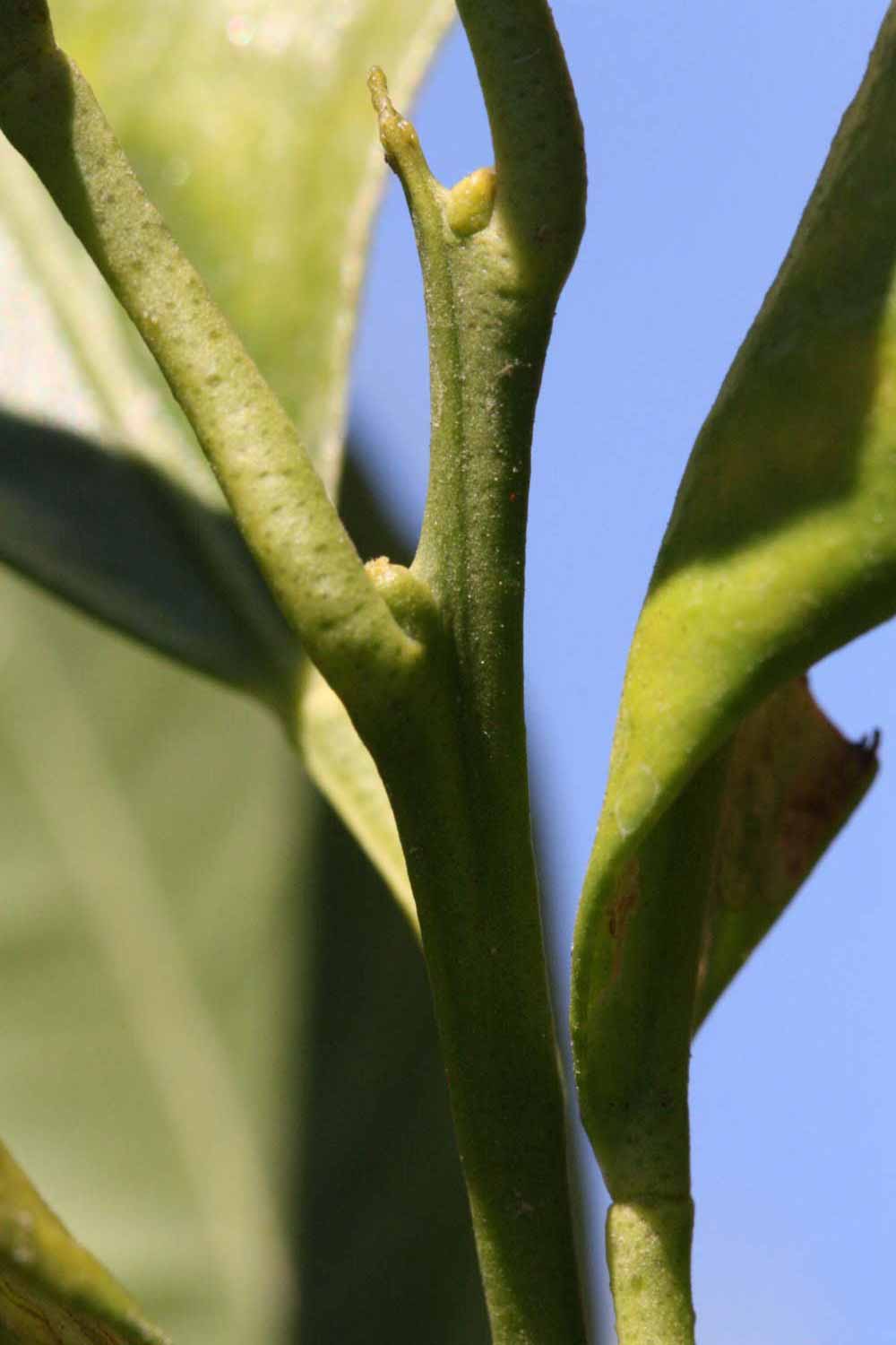              First year twig (Riverside, CA)       